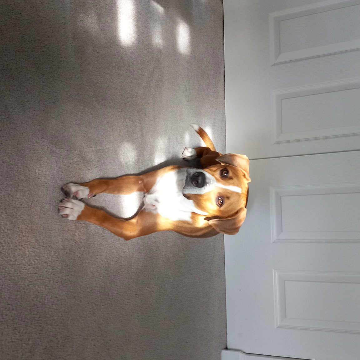 Bowie joined the competition — help win amazing prizes! art, canidae, carnivore, companion_dog, dog_breed, door, eyewear, fawn, felidae, flooring, hardwood, metal, room, shadow, snout, sporting_group, tail, tints_and_shades, window, wood