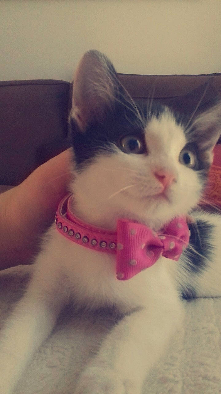 Kalya a rejoint le concours — aidez-le/la à gagner de superbes lots ! carnivore, cat, claw, comfort, domestic_short_haired_cat, eyelash, felidae, foot, fur, happy, moustache, nose, paw, photo_caption, plant, small_to_medium_sized_cats, snout, tail, whiskers, window