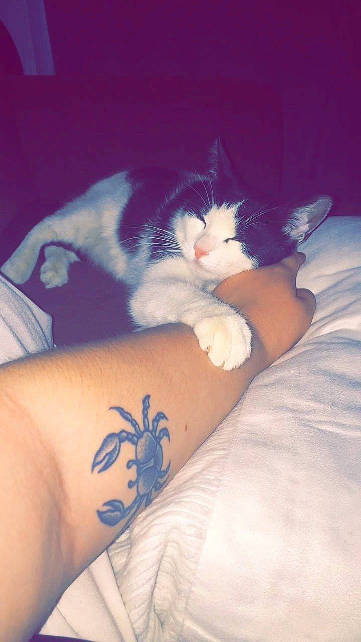 Kalya a rejoint le concours — aidez-le/la à gagner de superbes lots ! arm, carnivore, cat, cloud, comfort, elbow, electric_blue, eye, felidae, finger, gesture, human_leg, shoulder, small_to_medium_sized_cats, tail, tattoo, temporary_tattoo, thigh, whiskers, wrist