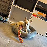 Kyra participe au concours pour gagner de l'argent avec cette photo : animal, cozy, crate, curious, cute, dog, domestic, floor, furniture, indoor, pet, pet_bed, playful, resting, rope_toy, shelf, small_dog, tile_floor, toy, white_dog