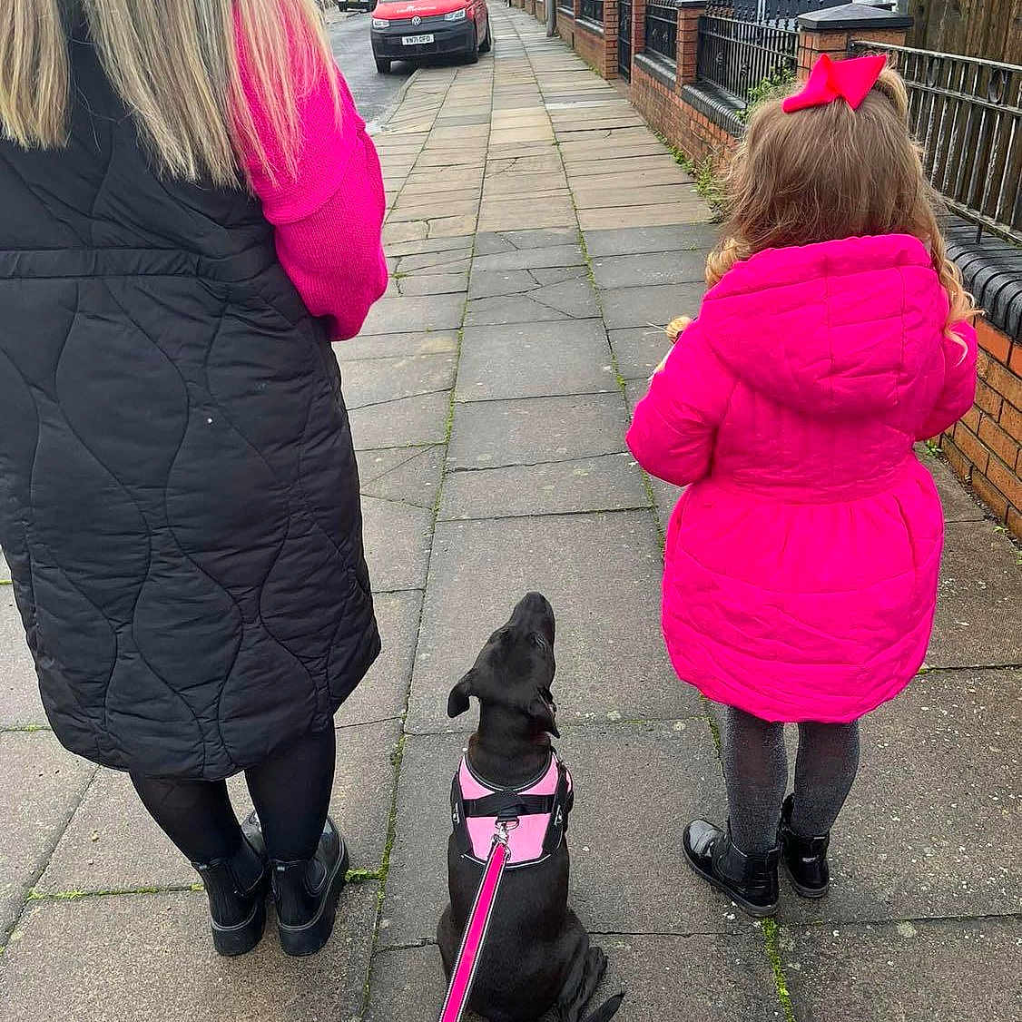Xena joined the competition — help win amazing prizes! asphalt, boot, car, carnivore, companion_dog, dog, dog_breed, fun, interaction, leg, magenta, pedestrian, pink, public_space, road, road_surface, sidewalk, sky, sneakers, standing