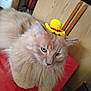 cat, fluffy, orange_cat, hat, crocheted_hat, yellow_hat, red_band, indoor, furniture, wood, relaxed, pet, animal, closeup, cute, domestic_cat, whiskers, ears, face, sitting