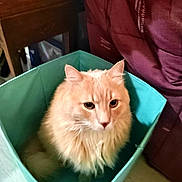 Tigrou participe au concours pour gagner de l'argent avec cette photo : cat, feline, pet, indoor, storage_bin, fluffy, cream_color, fur, container, cozy, wooden_furniture, maroon_fabric, floor, domestic_animal, cute, sitting, looking, box, soft, animal