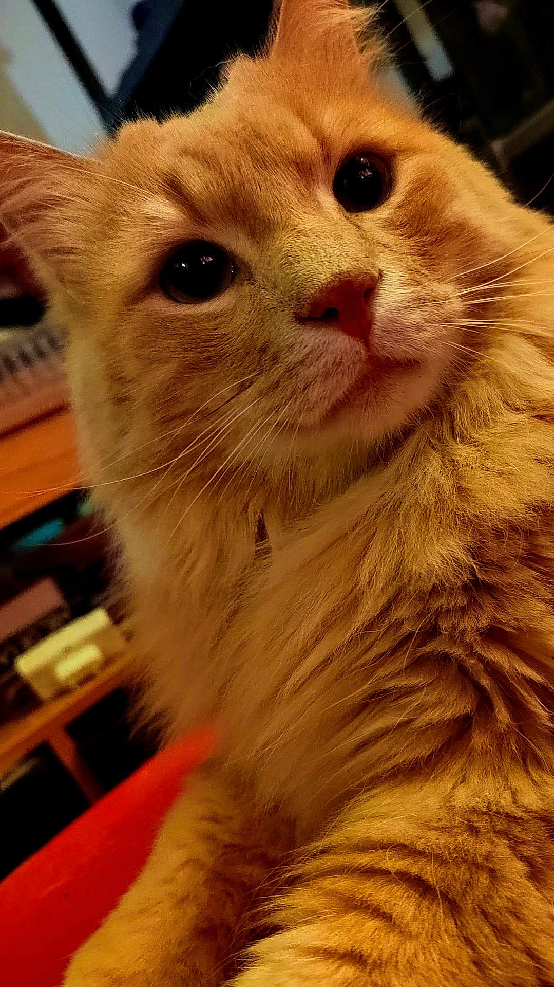 Tigrou a rejoint le concours — aidez-le/la à gagner de superbes lots ! cat, orange_cat, fluffy, close_up, pet, feline, whiskers, indoor, cozy, fur, curious, animal, cute, portrait, mammal, domestic_animal, soft, relaxed, orange, eyes