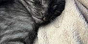 Sanji participe au concours pour gagner de l'argent avec cette photo : animal, blanket, cat, closeup, comfort, cozy, cute, ear, fur, gray_tabby, indoor, kitten, nap, paw, pet, relaxation, resting, sleeping, soft_texture, whiskers