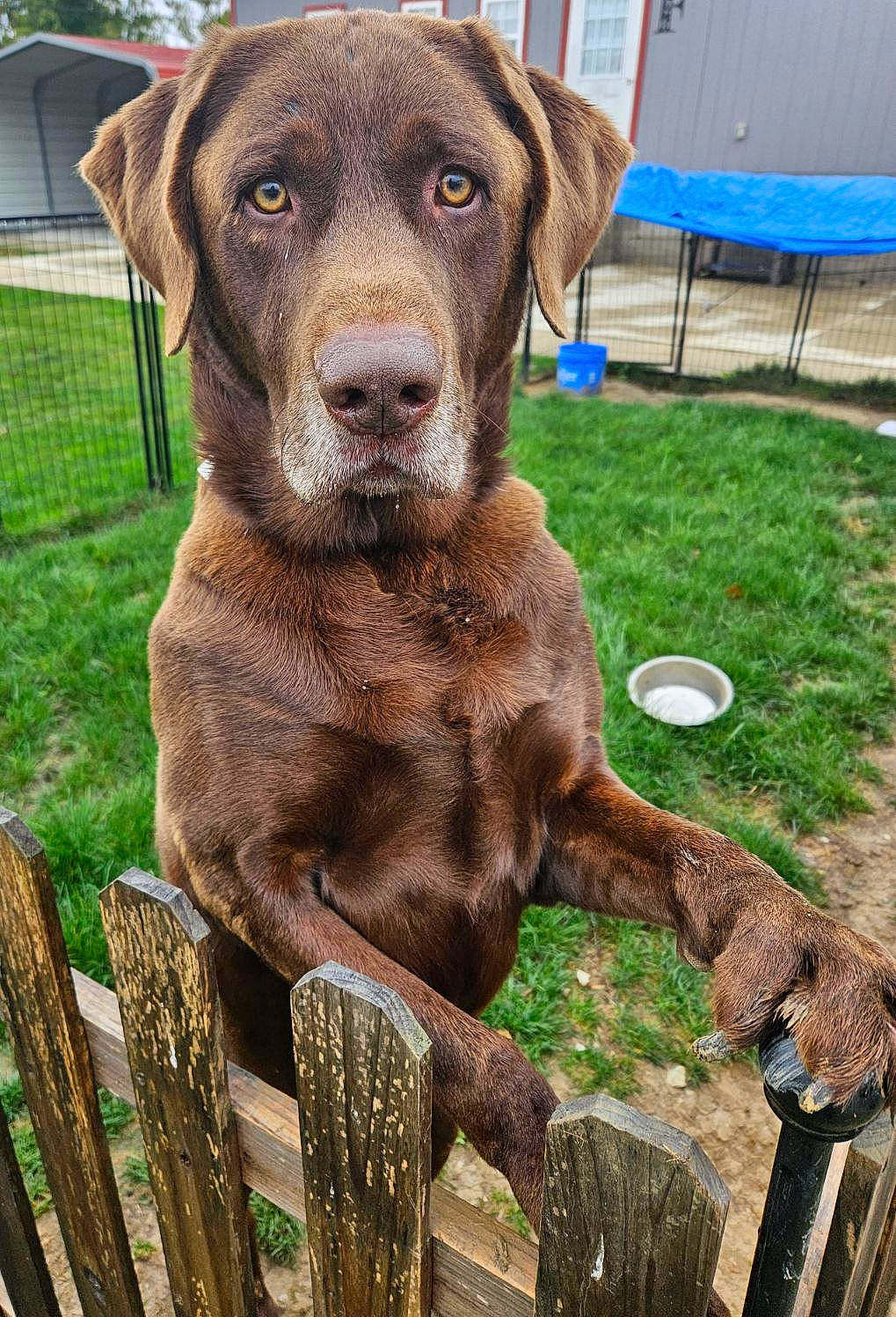Blaze is registered to the contest to win money with this photo: canidae, carnivore, collar, companion_dog, dog, dog_breed, dog_collar, fawn, fence, fur, grass, gun_dog, hat, liver, pet_supply, plant, sporting_group, terrestrial_animal, whiskers, working_animal