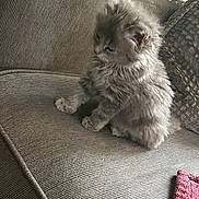 Misu is registered to the contest to win money with this photo: kitten, cat, gray_cat, fluffy, pet, animal, couch, furniture, indoor, home, pillow, textile, fabric, cute, sitting, small_animal, fur, domestic_cat, cozy, relaxing