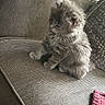 kitten, cat, gray_cat, fluffy, pet, animal, couch, furniture, indoor, home, pillow, textile, fabric, cute, sitting, small_animal, fur, domestic_cat, cozy, relaxing