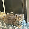 Misu is registered to the contest to win money with this photo: kitten, cat, fluffy, gray, water_bottles, indoor, pet, animal, cute, young, fur, sitting, looking_at_camera, curious, small, domestic, resting, whiskers, ears, eyes