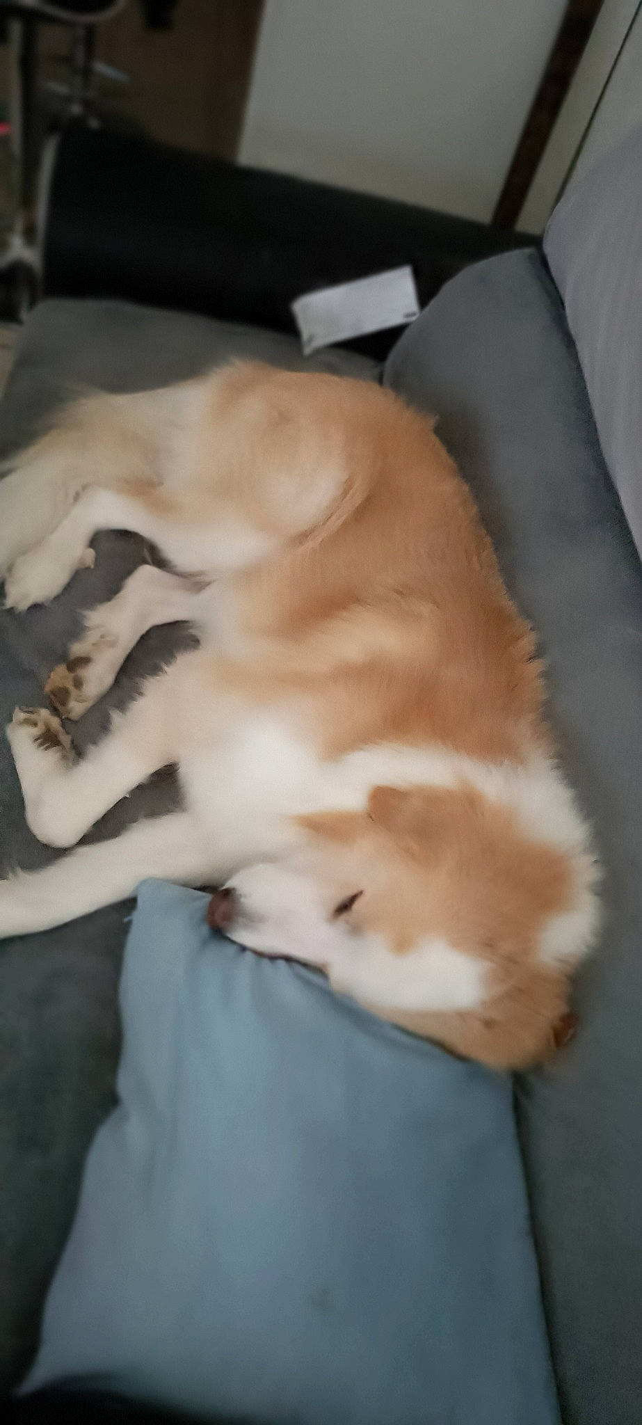 Haiko participe au concours pour gagner de l'argent avec cette photo : canidae, carnivore, comfort, companion_dog, dog, dog_breed, fawn, felidae, flooring, fur, hardwood, nap, paw, pet_supply, retriever, small_to_medium_sized_cats, sporting_group, tail, whiskers, working_animal