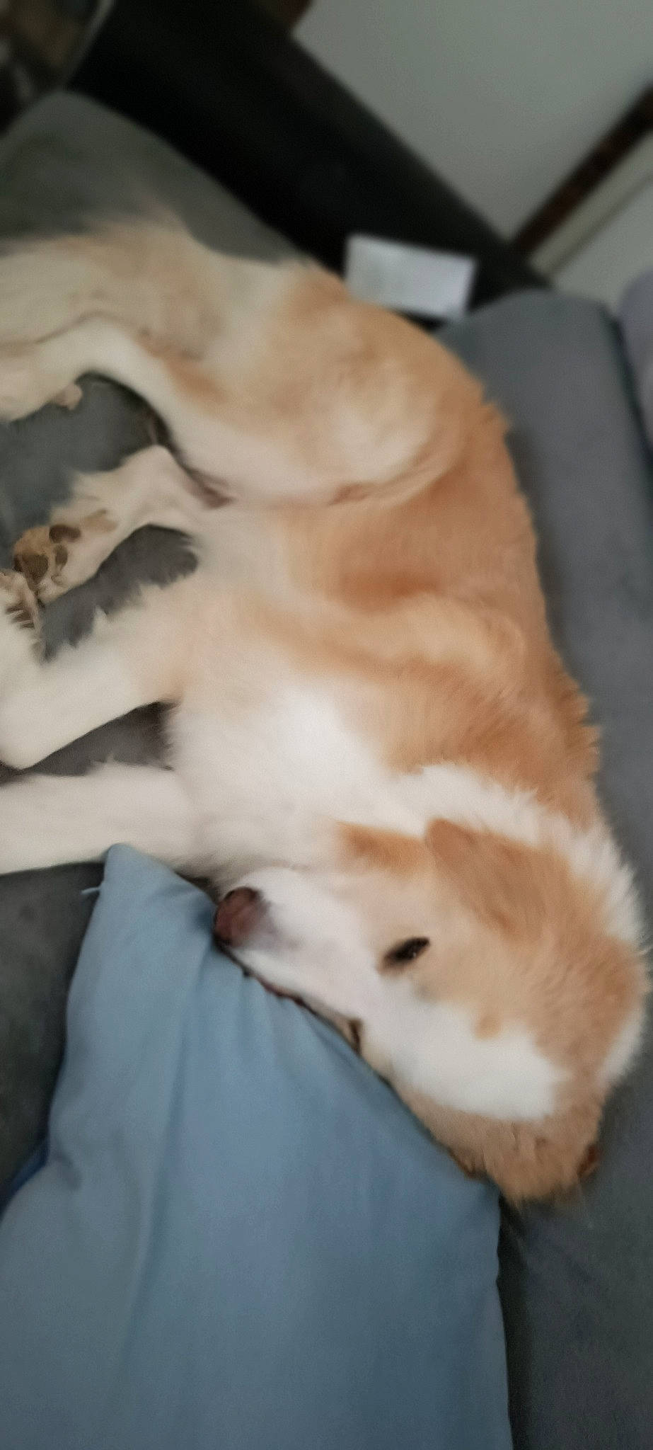 Haiko participe au concours pour gagner de l'argent avec cette photo : canidae, carnivore, comfort, companion_dog, dog, dog_breed, fawn, felidae, fur, non_sporting_group, paw, puppy, retriever, small_to_medium_sized_cats, snout, sporting_group, tail, whiskers, working_animal