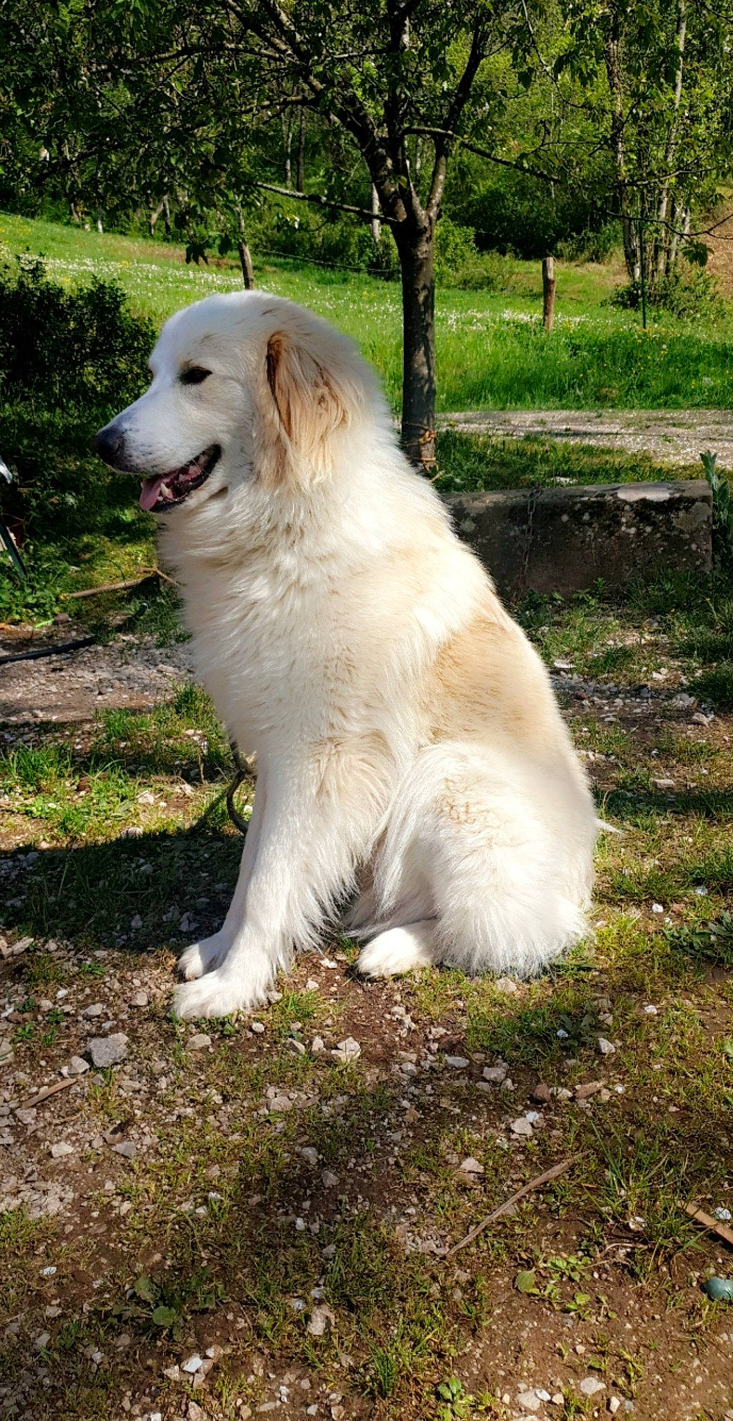 Haiko participe au concours pour gagner de l'argent avec cette photo : biting, canidae, carnivore, companion_dog, dog, dog_breed, fang, grass, great_pyrenees, gun_dog, kuvasz, livestock_guardian_dog, maremma_sheepdog, plant, polish_tatra_sheepdog, snout, terrestrial_animal, tree, working_animal, working_dog