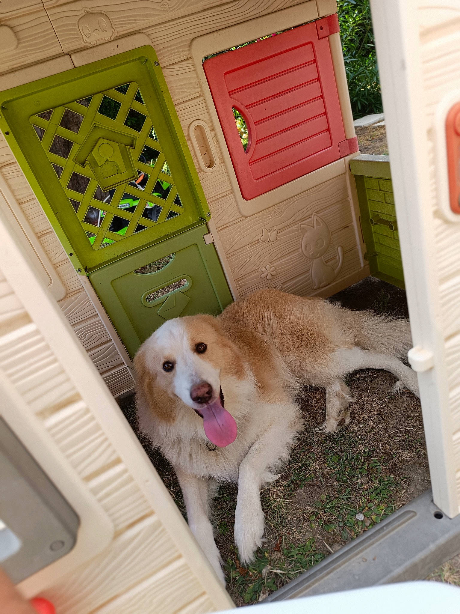 Haiko a rejoint le concours — aidez-le/la à gagner de superbes lots ! canidae, carnivore, chair, companion_dog, dog, dog_breed, dog_supply, door, fawn, flooring, fur, home, machine, office_equipment, paw, plant, porch, room, snout, sporting_group