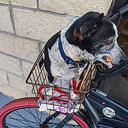 Oreo joined the competition — help win amazing prizes! dog, bicycle, bike_basket, collar, candy_cane, towel, red_tire, stone_wall, pet, animal, leash, black_and_white, small_dog, outdoor, side_view, resting, handlebar, metal, wheel, closeup