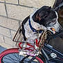 dog, bicycle, bike_basket, collar, candy_cane, towel, red_tire, stone_wall, pet, animal, leash, black_and_white, small_dog, outdoor, side_view, resting, handlebar, metal, wheel, closeup