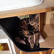 Chipîe a rejoint le concours — aidez-le/la à gagner de superbes lots ! animal, cardboard_box, cat, chair, cozy, cushion, feline, floor, fur, home, indoor, paw, pet, quiet, relaxing, resting, sleeping, sunlight, tabby, wooden_table