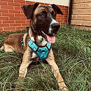 Lewis a rejoint le concours — aidez-le/la à gagner de superbes lots ! dog, canine, pet, grass, outdoor, tongue_out, happy, brown_coat, black_muzzle, blue_harness, ears_up, resting, fence, brick_wall, wooden_wall, nature, summer, closeup, animal, portrait