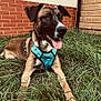 dog, canine, pet, grass, outdoor, tongue_out, happy, brown_coat, black_muzzle, blue_harness, ears_up, resting, fence, brick_wall, wooden_wall, nature, summer, closeup, animal, portrait