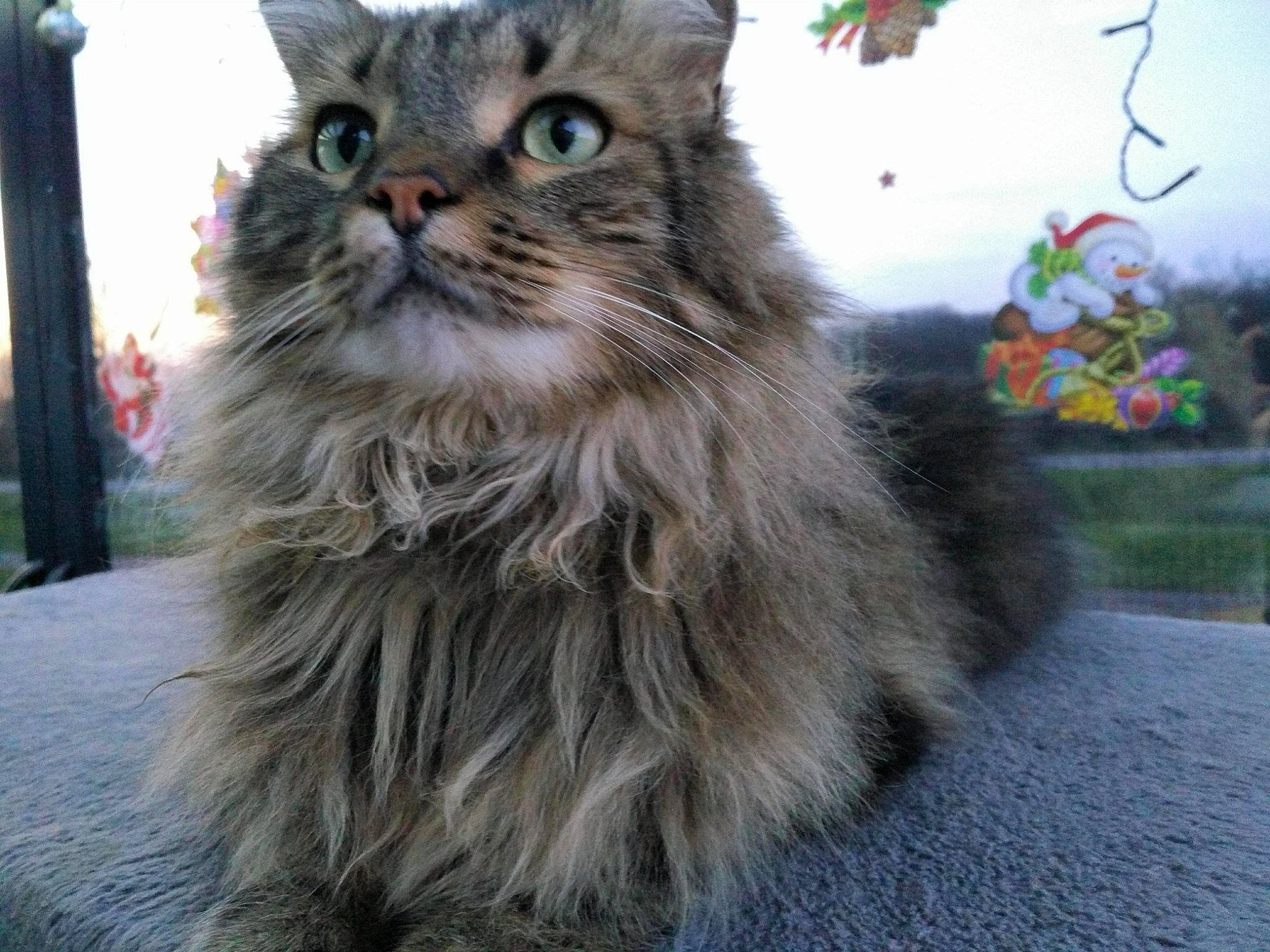 Oscar a rejoint le concours — aidez-le/la à gagner de superbes lots ! british_longhair, carnivore, cat, claw, domestic_short_haired_cat, felidae, fur, maine_coon, norwegian_forest_cat, paw, plant, sky, small_to_medium_sized_cats, snout, terrestrial_animal, whiskers