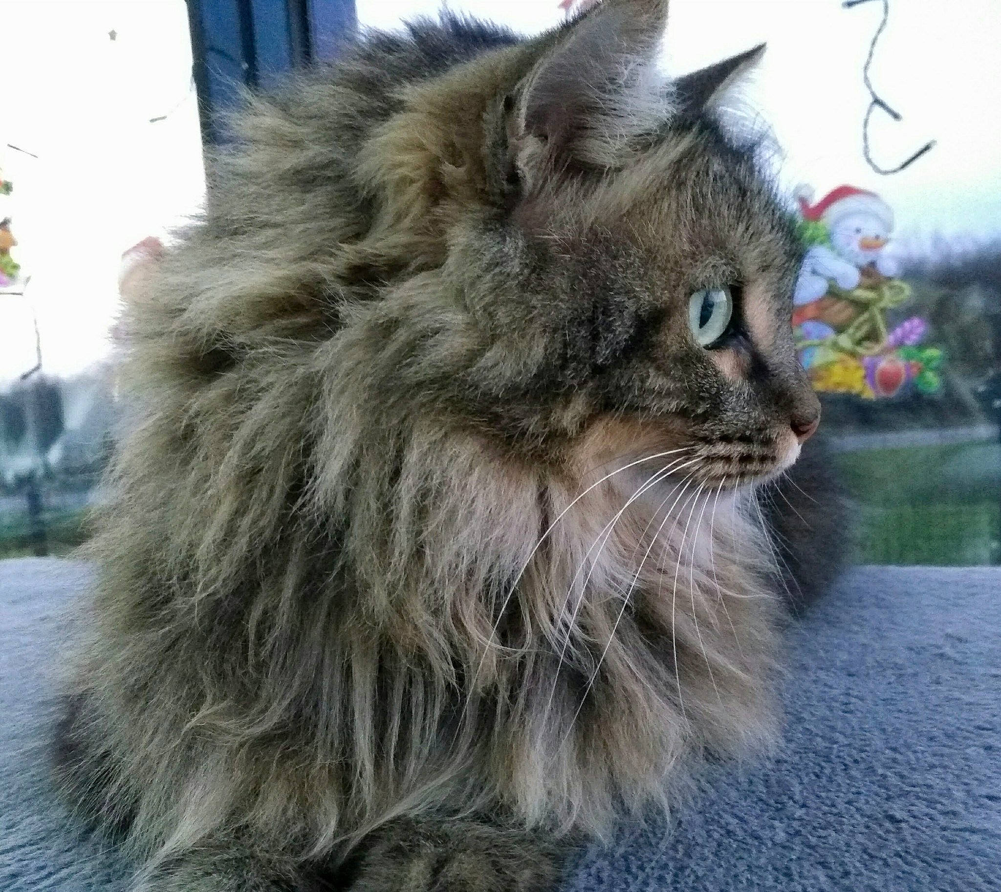 Oscar participe au concours pour gagner de l'argent avec cette photo : british_longhair, carnivore, cat, felidae, fur, maine_coon, plant, sky, small_to_medium_sized_cats, snout, terrestrial_animal, whiskers