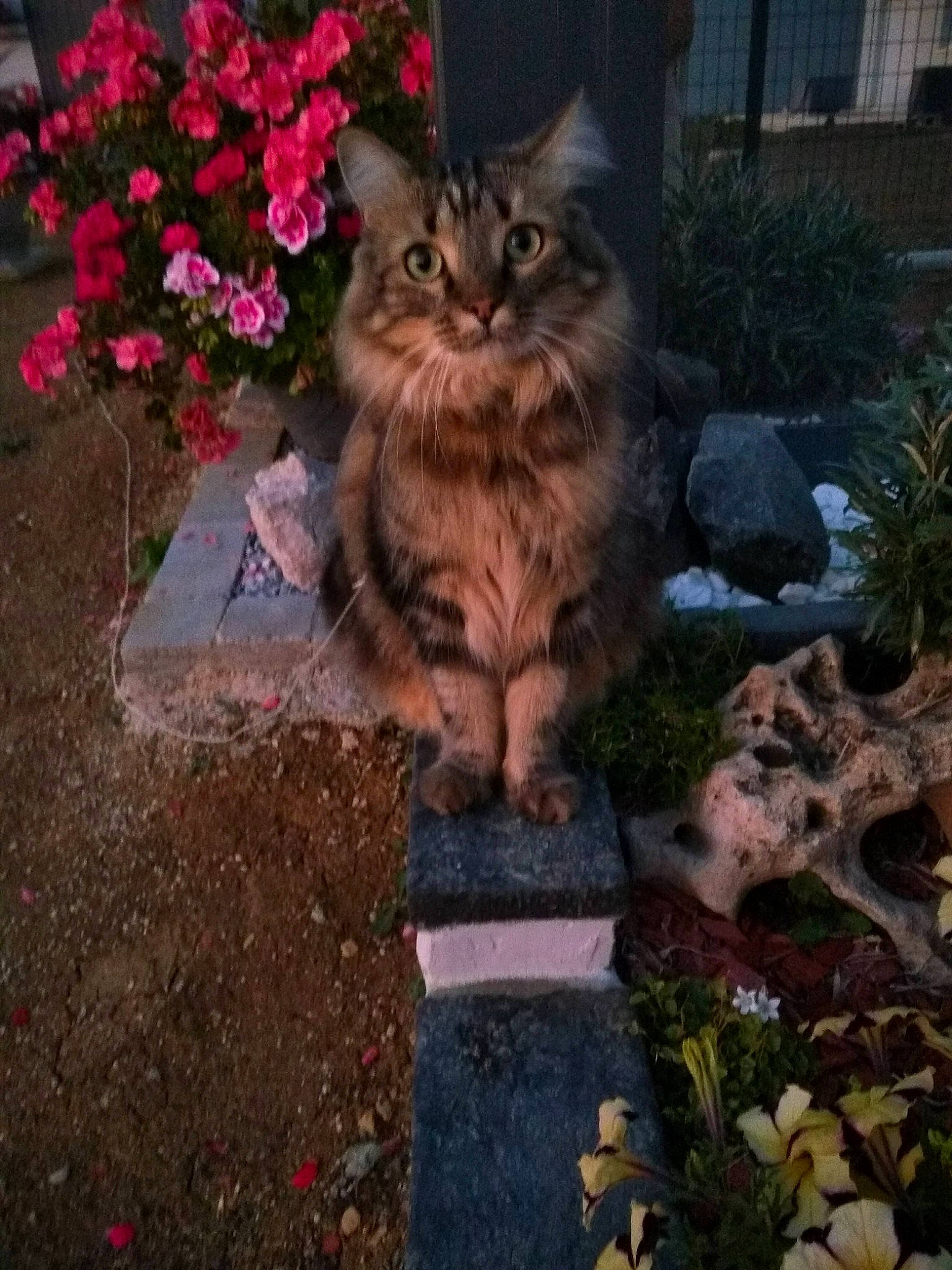 Oscar a rejoint le concours — aidez-le/la à gagner de superbes lots ! asphalt, carnivore, cat, domestic_short_haired_cat, fawn, felidae, flower, flowerpot, fur, grass, groundcover, landscape, plant, road_surface, small_to_medium_sized_cats, snout, soil, tail, whiskers, wood