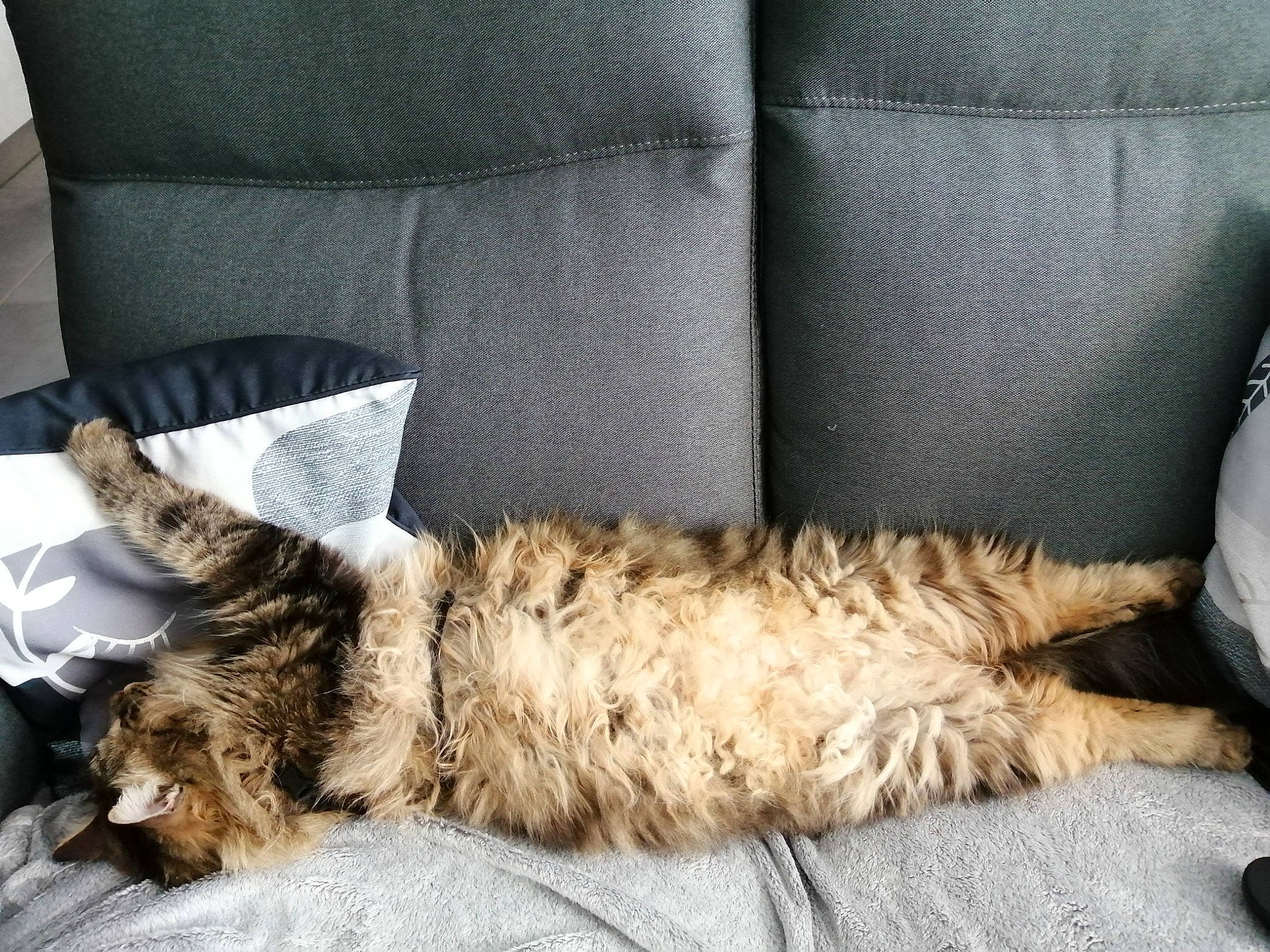 Oscar a rejoint le concours — aidez-le/la à gagner de superbes lots ! canidae, carnivore, cat, comfort, companion_dog, couch, dog_breed, domestic_short_haired_cat, felidae, fur, nap, small_to_medium_sized_cats, sporting_group, studio_couch, tail, whiskers