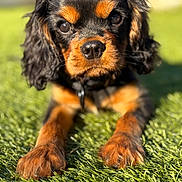 Aïko a rejoint le concours — aidez-le/la à gagner de superbes lots ! puppy, dog, black_and_tan, grass, outdoor, close_up, young_dog, pet, animal, fur, cute, sunlight, nature, portrait, lying_down, nose, eyes, paws, friendly, adorable