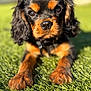 puppy, dog, black_and_tan, grass, outdoor, close_up, young_dog, pet, animal, fur, cute, sunlight, nature, portrait, lying_down, nose, eyes, paws, friendly, adorable