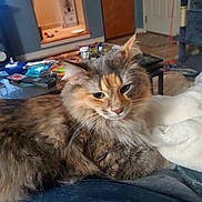 Judy Balicki joined the competition — help win amazing prizes! cat, calico_cat, fluffy, indoor, living_room, blanket, furniture, table, cat_tree, relaxed, pet, animal, cozy, fur, domestic_cat, resting, closeup, household, orange, gray