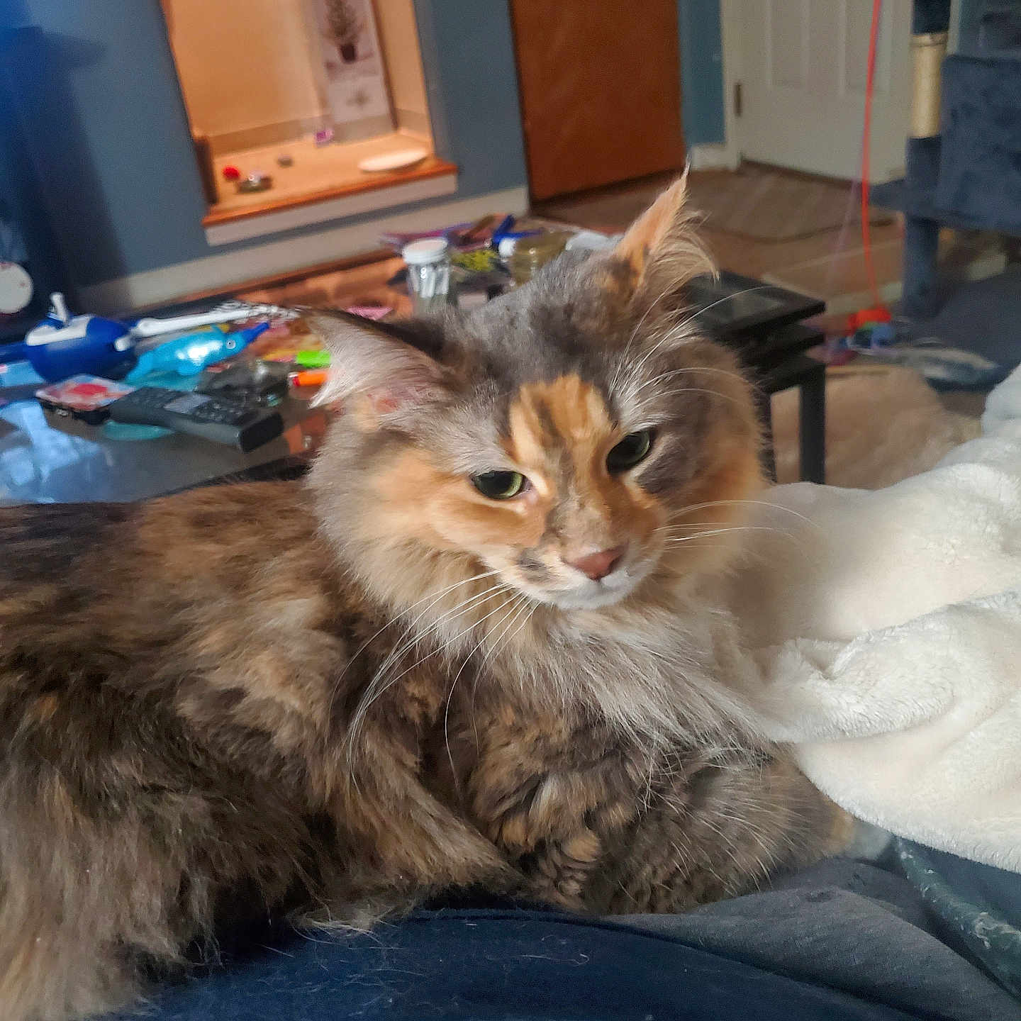 Judy Balicki joined the competition — help win amazing prizes! cat, calico_cat, fluffy, indoor, living_room, blanket, furniture, table, cat_tree, relaxed, pet, animal, cozy, fur, domestic_cat, resting, closeup, household, orange, gray