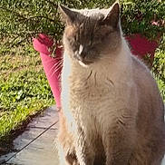 Mariannick Guyard a rejoint le concours — aidez-le/la à gagner de superbes lots ! animal, cat, closeup, cute, daylight, domestic_cat, flower_pot, fur, garden, greenery, mammal, nature, outdoor, patio, pet, plant, relaxing, sitting, sunlight, whiskers