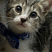 Ace joined the competition — help win amazing prizes! kitten, cat, close_up, portrait, bow_tie, polka_dot, whiskers, fur, cute, pet, animal, domestic_cat, young, indoor, eyes, face, adorable, curious, soft, feline
