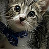 kitten, cat, close_up, portrait, bow_tie, polka_dot, whiskers, fur, cute, pet, animal, domestic_cat, young, indoor, eyes, face, adorable, curious, soft, feline