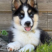 Baïko participe au concours pour gagner de l'argent avec cette photo : puppy, dog, blue_eyes, fluffy, tongue_out, grass, wooden_wall, outdoor, pet, cute, young_dog, collar, paw, relaxed, smiling, fur, nature, animal, close_up, adorable