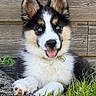 puppy, dog, blue_eyes, fluffy, tongue_out, grass, wooden_wall, outdoor, pet, cute, young_dog, collar, paw, relaxed, smiling, fur, nature, animal, close_up, adorable