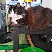 Tequila participe au concours pour gagner de l'argent avec cette photo : cat, furniture, table, chair, living_room, television, household_items, black, white, fluffy, pet, domestic_animal, indoor, relaxed, green, screen, background, floor, seat, resting