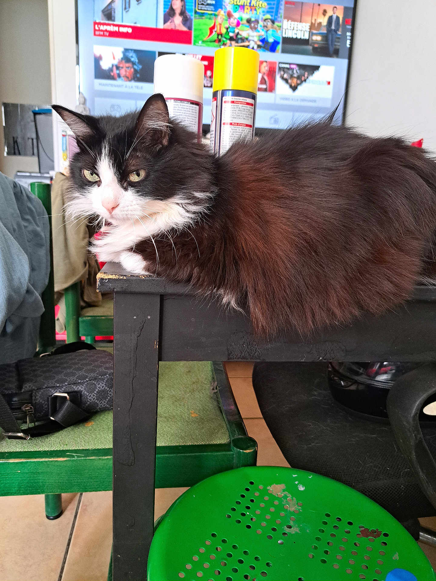 Tequila participe au concours pour gagner de l'argent avec cette photo : cat, furniture, table, chair, living_room, television, household_items, black, white, fluffy, pet, domestic_animal, indoor, relaxed, green, screen, background, floor, seat, resting