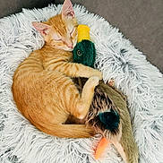 Munchkin is registered to the contest to win money with this photo: cat, couch, cozy, cute, duck_toy, fluffy_pillow, fur, home_interior, kitten, napping, orange_tabby, paws, pet, pet_bed, plush_toy, relaxed, sleeping, soft, stuffed_animal, whiskers