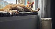 Munchkin is registered to the contest to win money with this photo: carpeted_sill, cat, cozy, curtain, ears, fur, gaze, home_interior, indoor, orange_cat, paws, pet, portrait, relaxing, scratching_post, sunlight, tree_outside, whiskers, window, windowsill