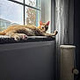 Munchkin is registered to the contest to win money with this photo: cat, orange_cat, windowsill, window, curtain, scratching_post, paws, fur, indoor, pet, relaxing, sunlight, gaze, whiskers, ears, home_interior, carpeted_sill, tree_outside, cozy, portrait