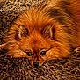 animal, brown, carpet, companion, cozy, cute, dog, domestic, ears, floor, fluffy, fur, indoor, laying_down, looking_up, nose, pet, pomeranian, relaxed, small_dog