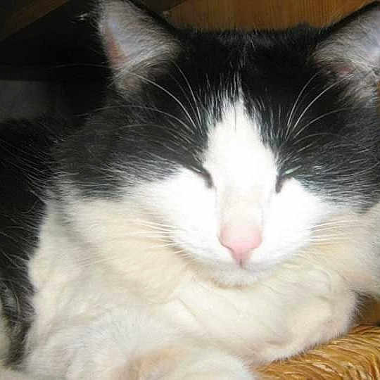 Boudu