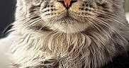 Voltaire participe au concours pour gagner de l'argent avec cette photo : animal, cat, close_up, ears, fluffy, furniture, gray_cat, indoors, lamp, long_hair, maine_coon, pet, photography, portrait, sitting, striped_fur, tabby, whiskers, wooden_bowl, yellow_eyes