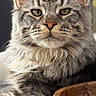 animal, cat, close_up, ears, fluffy, furniture, gray_cat, indoors, lamp, long_hair, maine_coon, pet, photography, portrait, sitting, striped_fur, tabby, whiskers, wooden_bowl, yellow_eyes