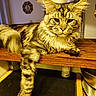 Voltaire a rejoint le concours — aidez-le/la à gagner de superbes lots ! animal, brown, cat, ears, face, fluffy, golden, indoor, kitchen, long_hair, lying_down, mammal, pendant_light, pet, portrait, relaxed, striped_fur, tabby_cat, whiskers, wooden_counter