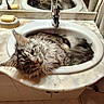 Voltaire participe au concours pour gagner de l'argent avec cette photo : bathroom, cat, countertop, faucet, fluffy_cat, funny, indoor, long_hair, lounging, marble, mirror, pet, portrait, reflection, relaxed, sink, soap, tabby, vanity, wet_fur