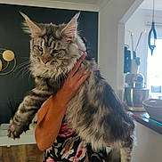 Voltaire a rejoint le concours — aidez-le/la à gagner de superbes lots ! animal, being_held, cat, ears, floral_clothing, fluffy, gray_fur, home, indoor, kitchen, large_cat, long_hair, maine_coon, pet, photography, portrait, serious_expression, striped_fur, tabby, whiskers