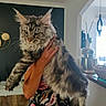 animal, being_held, cat, ears, floral_clothing, fluffy, gray_fur, home, indoor, kitchen, large_cat, long_hair, maine_coon, pet, photography, portrait, serious_expression, striped_fur, tabby, whiskers