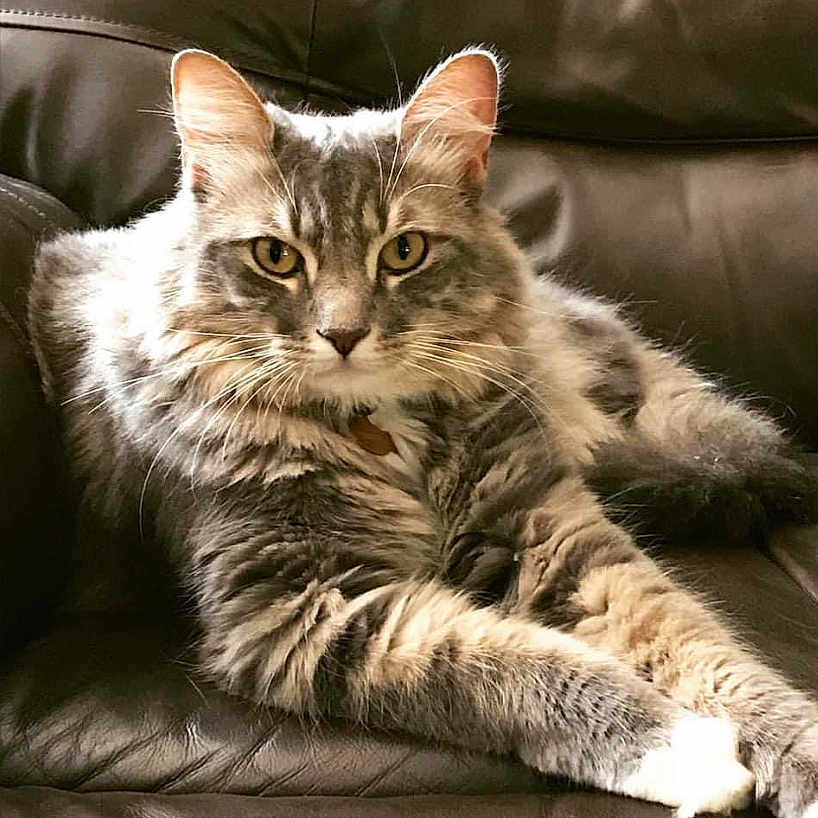 Tiberius joined the competition — help win amazing prizes! abyssinian, angora, animal, armchair, blanket, brasssection, cat, chair, couch, cushion, egyptiancat, furniture, homedecor, horn, kitten, manx, musicalinstrument, person, pet, sleeping