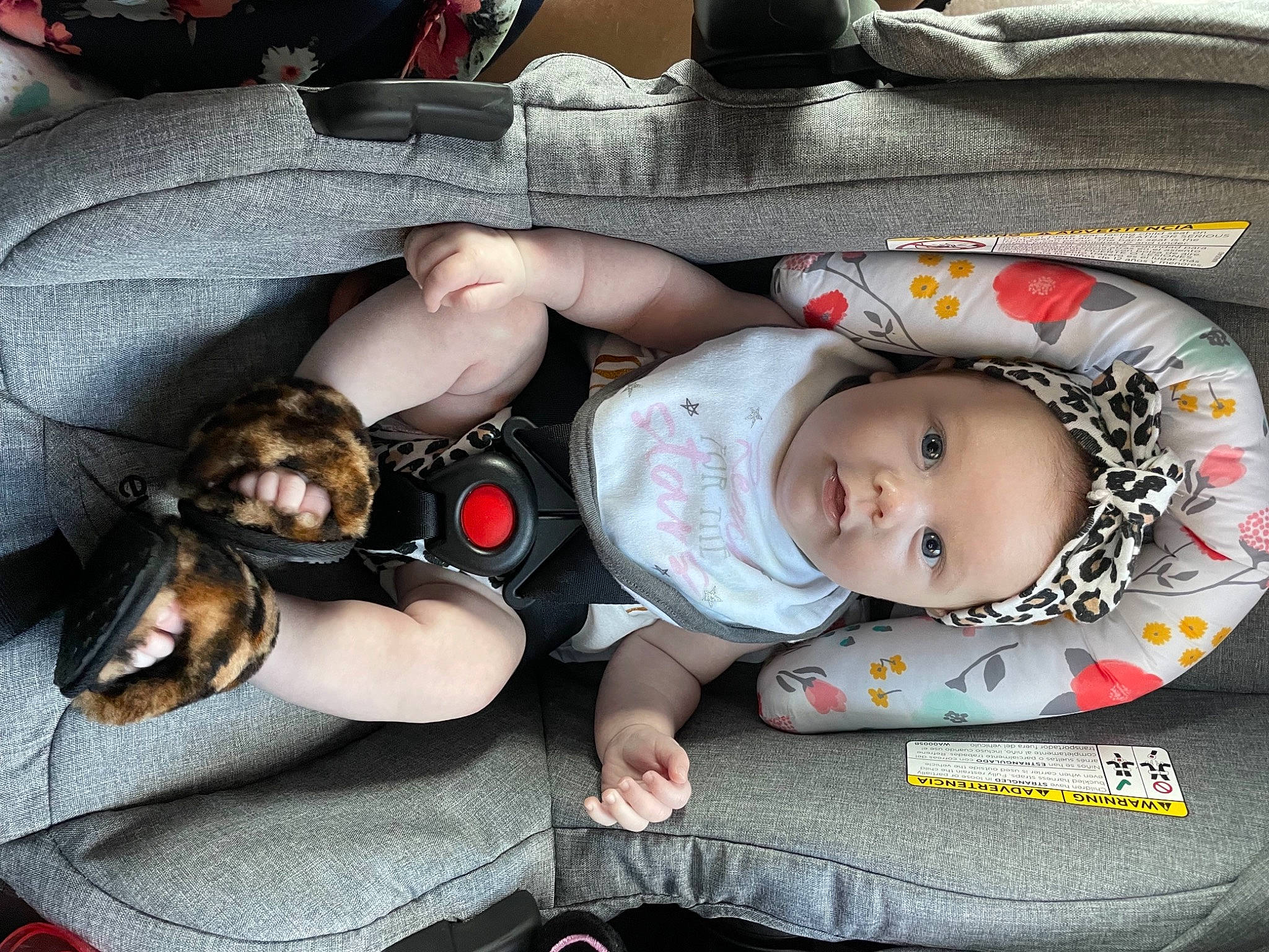 Adalena joined the competition — help win amazing prizes! baby, baby_carriage, baby_products, baby_toddler_clothing, car_seat, carnivore, child, comfort, companion_dog, dog, dog_supply, guard_dog, lap, linens, nap, person, sitting, sleep, thigh, toddler